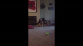 Dog and cat have adorable fight over ball pit territory