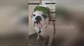 Bulldog follows owner's recommandations on cycling safety