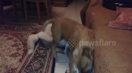 Two dogs playing and a cat don't give a care