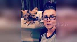 Newsflare Edit - When you get kicked off your own bed by your dogs