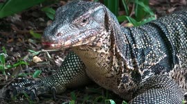 Water monitor lizards foraging