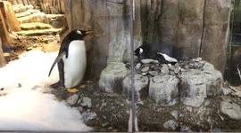 Father makes up story between penguin couple at zoo