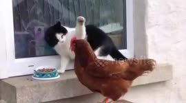 Cockerel filmed stealing cat's food