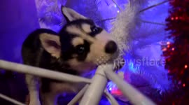Husky puppies play with Christmas decorations