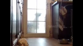 Clever dog surprises herself by opening back door