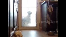 Newsflare Edit - Clever dog surprises herself by opening back door