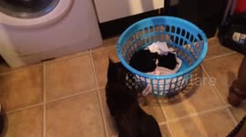 CAT VS WASHING BASKET