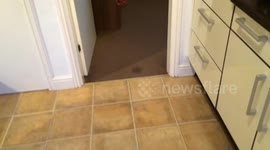 CAT RUNS LIKE SONIC