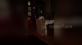 Newsflare Edit - Cat in a box