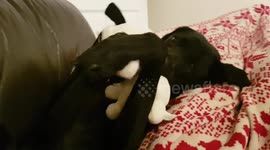 Funny Dog Stuck On Sofa