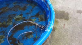 Good samaritan rescues large rat, struggling in water