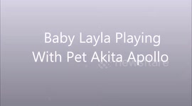 4 Month Old Baby Laughing at Sneezing American Akita