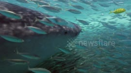 Whale shark surfing on a school of fish