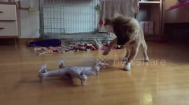 Chihuahua puppy plays with mini drone