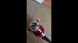 Santa paws