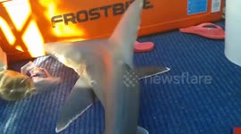 Unusual and Different Sharks Caught from the Indian Ocean Compilation