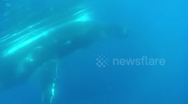 Humpback whale filmed doing a pirouette