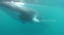 Minke Whales Eye to Eye in the Indian Ocean