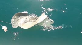 Stingray Tries Barbing me but Barbs Itself
