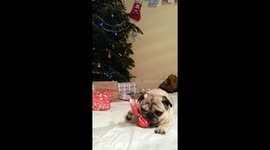 Pugandcat : Pug opening presents