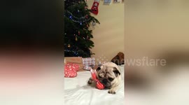 Pug opens Christmas presents at his house in Spain