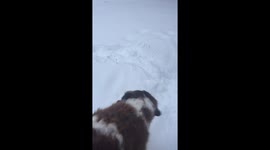 Aaint bernard enjoying first real snow of the season