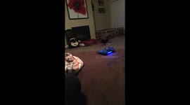 Dog demands cat gets out of his ball pit