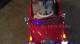 Dog driving his little red car