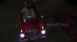 Puppy drives little car to ball pit