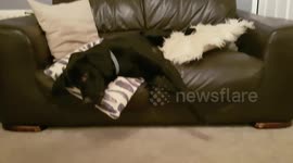 World's Laziest Pet Labrador