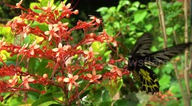 Butterflies flying in slow motion