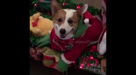 Corgi dressed as the Grinch