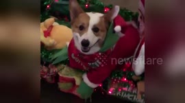Newsflare Edit - Corgi dressed as the Grinch
