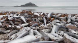 Mysterious mass fish stranding at Marazion, Cornwall