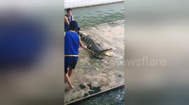 Newsflare Edit - Crazy  scary show with crocodile