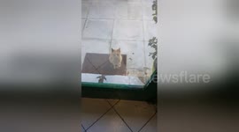 Newsflare Edit - Cute cat call me to come out