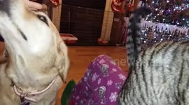 Dog and Kitten fight for owners attention. That look at the end! :)