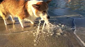 Corgi vs. water fountain