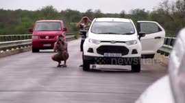 Threatening hyena forces safari tourists back into cars