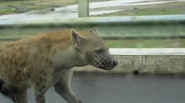 Lost hyena forces safari tourists back into cars