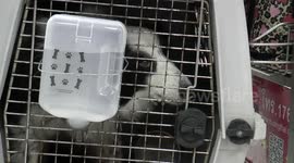 Dogs arrive on an airport carousel after very long flight