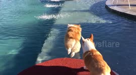 Epic corgi belly flop
