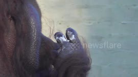 Orangutan can't get enough ice