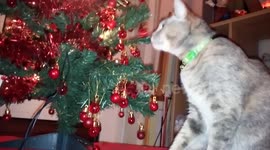 Classic battle involving cat and Christmas tree