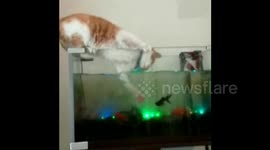 Cat steals fish from aquarium