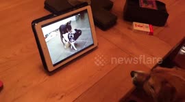 Dog caught watching porn!