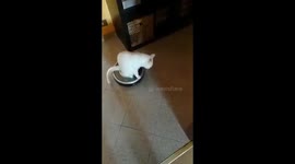 Crazy roomba cat
