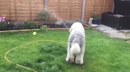 Dog loves the garden sprinkler