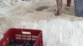Kerry Daly Scuba Production- Baby Green Sea Turtle Rescue and Release, Cozumel