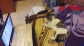I catch my cat watch, cat-porn in my laptop